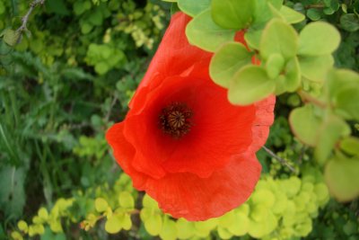 Roadside poppy